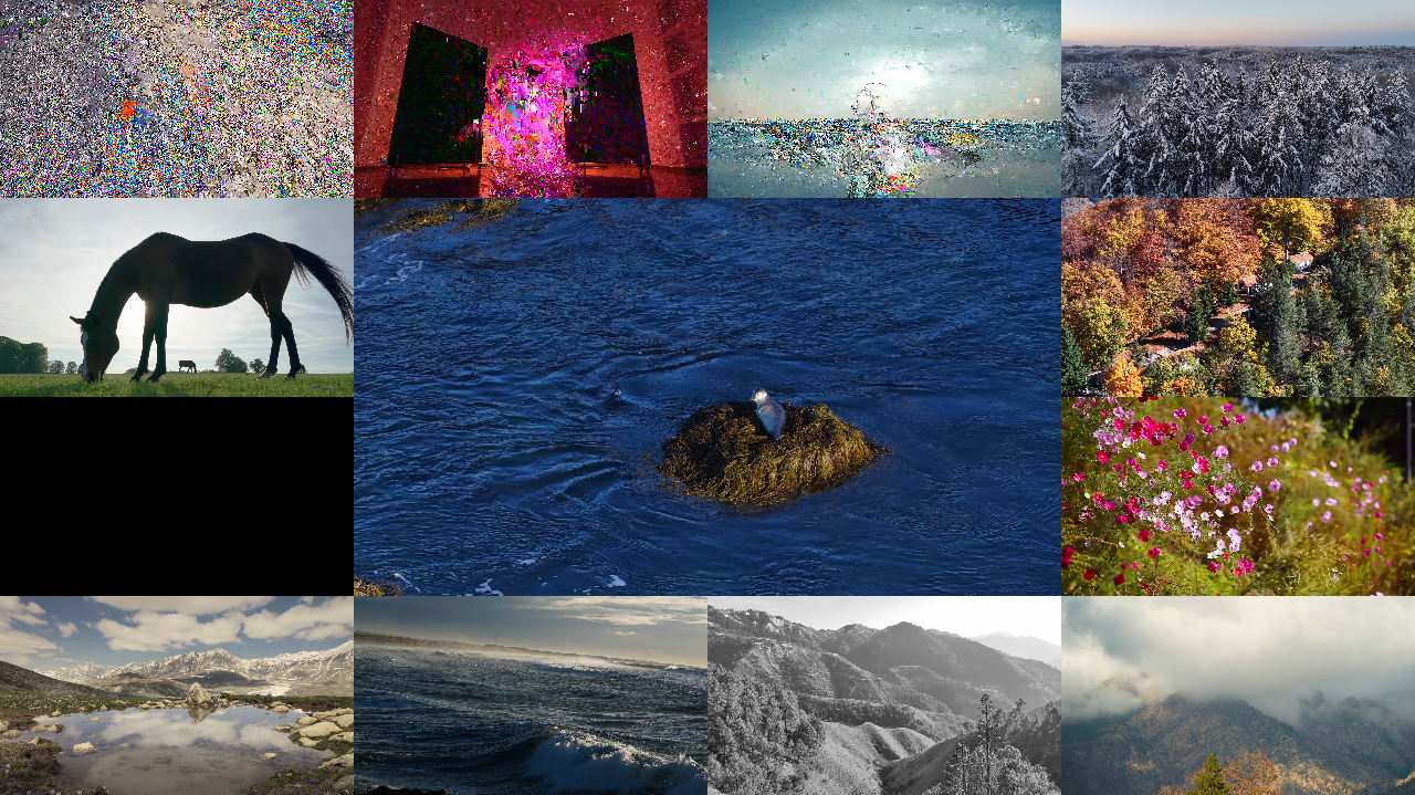 Anemone Player showing multiple videos playing simultaneously in a grid layout